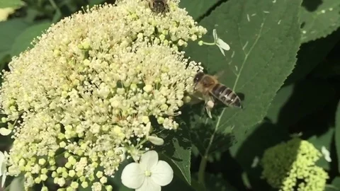 The bee Stock Footage 78625364