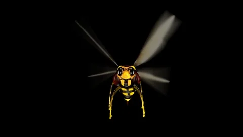 Bee Stock Footage 88394786