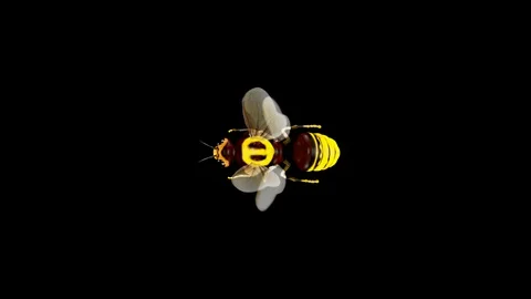 Bee Video stock 88394854