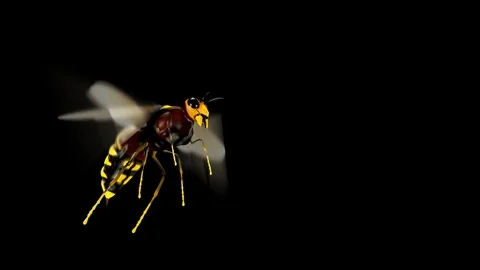 Bee Stock Footage 88394879