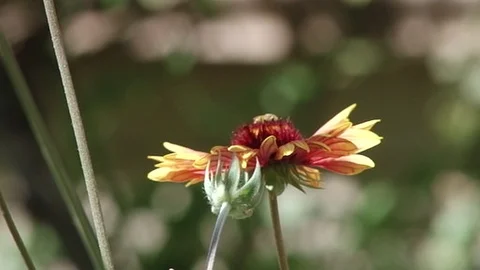 Bee Stock Footage 91164560