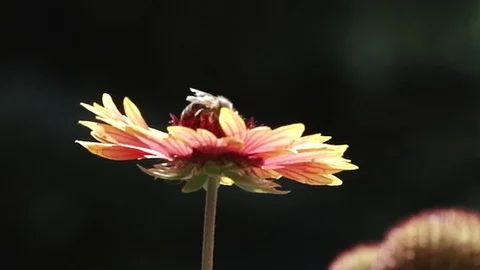 Bee Stock Footage 91164568