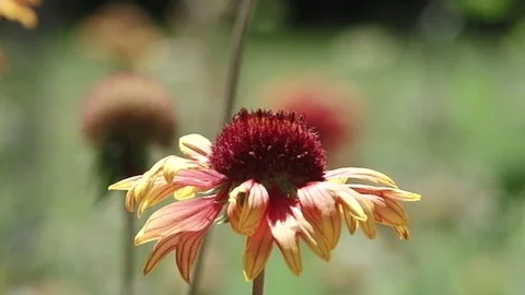 Bee Stock Footage 91164571