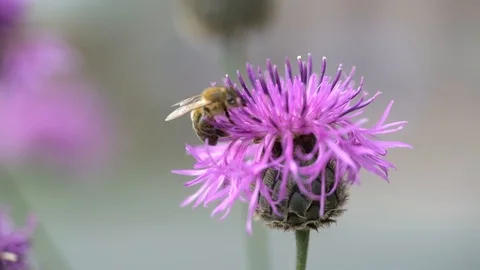 Bee Stock Footage 91304825