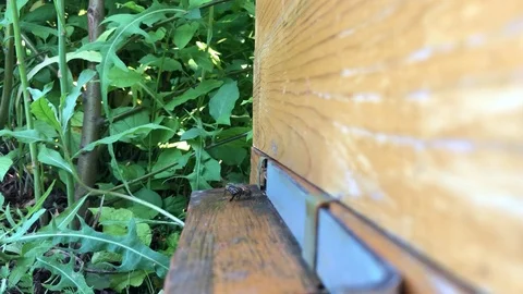 Bee Stock Footage 93723567