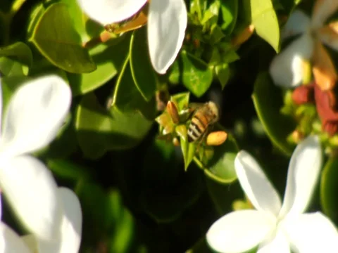 Bee Stock Footage 106219890