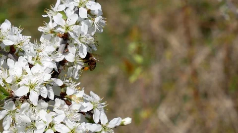 Bee 動画素材 107219668