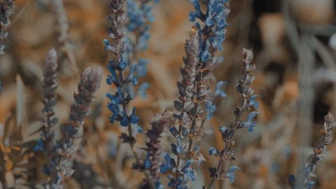 Bee 스톡 동영상 108655590