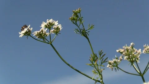 Bee Stock Footage 109424781