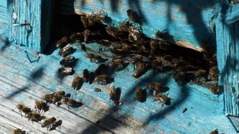 Bee Stock Footage 110715785