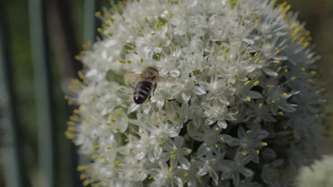 Bee Stock Footage 112345055