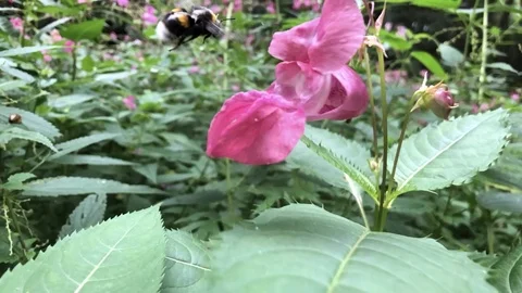 Bee Stock Footage 114487442