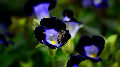 Bee Stock Footage 115562849