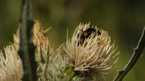 Bee 库存影片 117621577