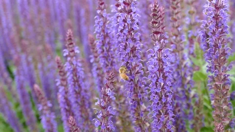 Bee Stockbeeldmateriaal 123392967