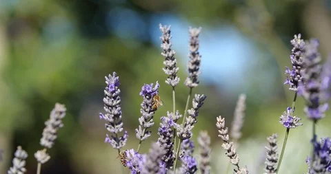 Bee Stock Footage 126592232