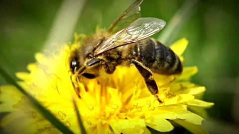 Bee Stock Footage 130897675