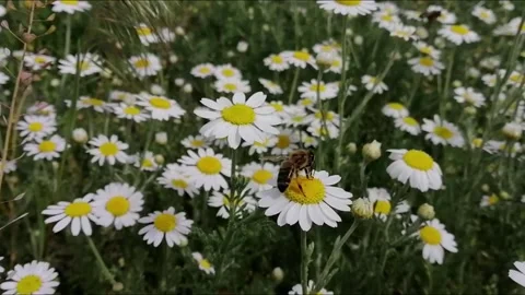 Bee Stock Footage