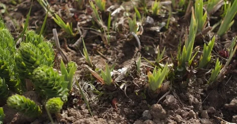 Bee Stock Footage 132603077