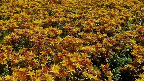 Bee Stock Footage 136958711