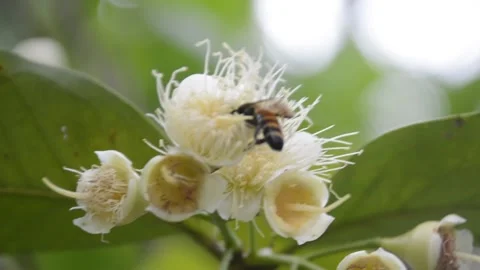 BEE Video stock 139780440