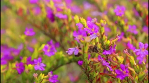 Bee Stock Footage 141507022