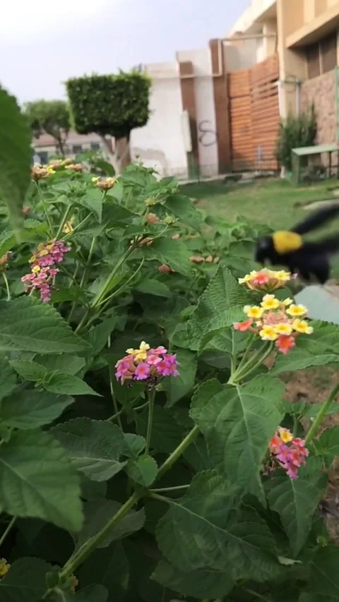 Bee Stock Footage 147496248