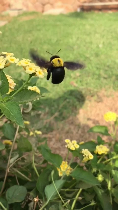 BEE Stock Footage 147496561
