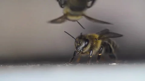 Bee Stock Footage 157796727