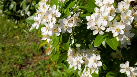 Bee Stock Footage 162786481