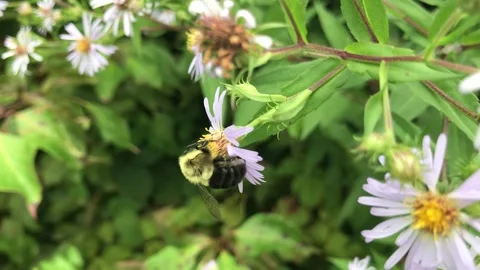 Bee Stock Footage 162905362