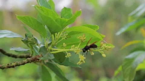 Bee Stock Footage 170883481