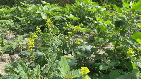 Bee Stock Footage 197130753