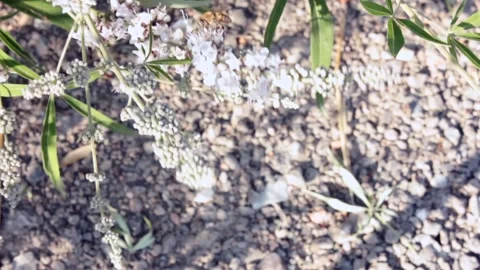 Bee Stock Footage 197162024