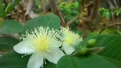 Bee Stock Footage 202198258