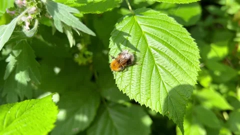 Bee Stock Footage 202287874