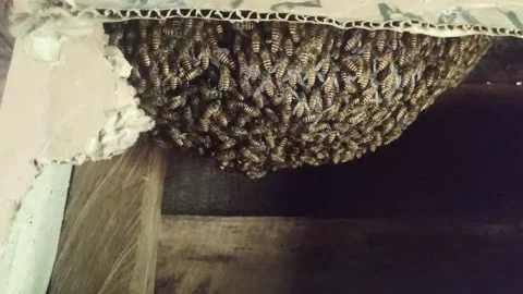 Bee Video stock 208558148