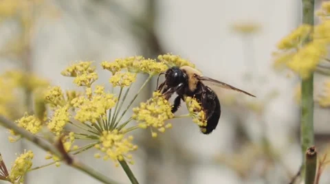 Bee Stock Footage 212240702