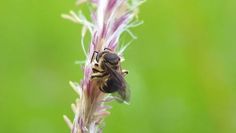 A Bee Vidéo 220018609