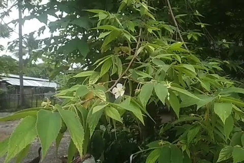 Bee Video stock 221154897