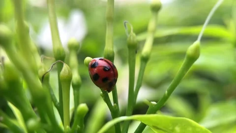 BEE Stock Footage 221454081