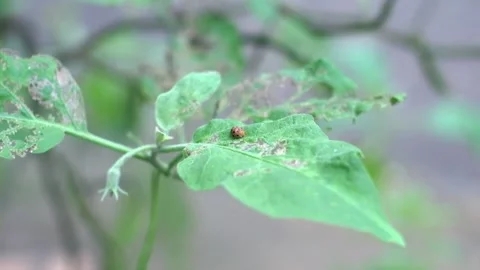 Bee Stock Footage 228766731