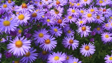 Bee Stock Footage 230917034