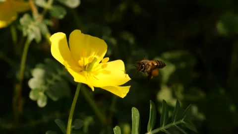 Bee Video stock 254131089