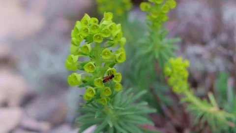 Bee Stock Footage 268565893