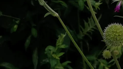 The bee Stock Footage 277215419