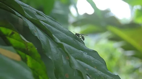 Bee Stock-Footage 279177882