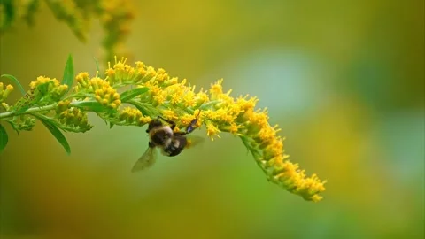 Bee Stock Footage 287272098
