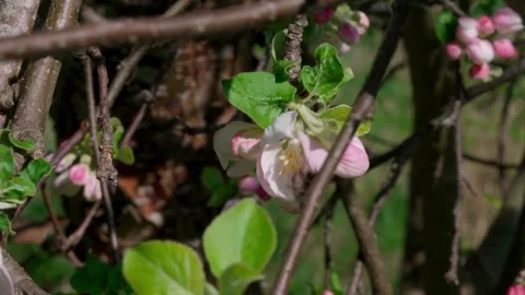 Bee Stock Footage 308746440