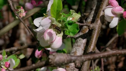 Bee Video stock 308746441